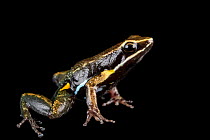 Brilliant-thighed poison frog (Allobates femoralis) portrait, Centro Jambatu, Quito, Ecuador. Captive.