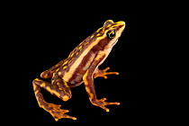 Chinambi harlequin frog (Atelopus sp. nov. (Chinambi)) portrait, Centro Jambatu, Quito, Ecuador. Captive.