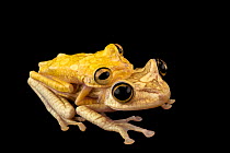 Painted tree frogs (Boana picturata) pair in amplexus, portrait, Centro Jambatu, Quito, Ecuador. Captive.