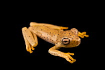 Rosenberg gladiator frog (Boana rosenbergi) juvenile, portrait, Centro Jambatu, Quito, Ecuador. Captive.