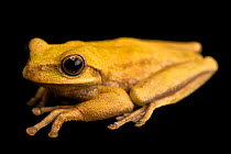 Charuplaya tree frog (Boana callipleura) portrait, Museo De Historia Natural "Alcide d'Orbigny". Captive, occurs in Bolivia.