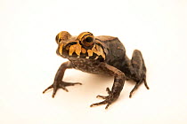 Smoky jungle frog (Leptodactylus pentadactylus) juvenile, portrait, Urku Center, Tarapoto, Peru. Captive.