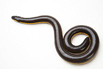 Yellow-striped caecilian (Ichthyophis kohtaoensis) portrait, San Antonio Zoo. Captive, occurs in Southeast Asia.