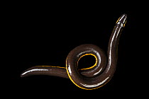 Yellow-striped caecilian (Ichthyophis kohtaoensis) portrait, San Antonio Zoo. Captive, occurs in Southeast Asia.