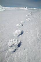 Polar bear (Ursus maritimus) footprints over the sea ice, Spitzbergen, Svalbard, Norway.