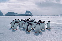 Gentoo penguins (Pygoscelis papua) returning over sea ice to breeding colony, Signy Island, South Orkneys, Antarctica, December.