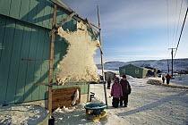 Inuit children standing beside stretched skin of Polar bear (Ursus maritimus) as others walk down road, Arctic Bay, Baffin Island, Nunavut, May 2004.