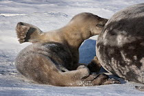 Weddell seal (Leptonychotes weddellii) pup suckling from mother whilst resting on sea ice, McMurdo Sound, Ross Sea, Antarctica.