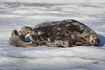 Weddell seal (Leptonychotes weddellii) pup suckling from mother whilst lying on sea ice, McMurdo Sound, Ross Sea, Antarctica, October.