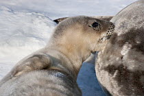 Weddell seal (Leptonychotes weddellii) pup suckling from mother whilst lying on sea ice,  McMurdo Sound, Ross Sea, Antarctica, October.