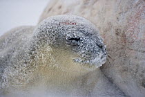Weddell seal (Leptonychotes weddellii) pup with face covered by snow as it rests beside mother on sea ice, McMurdo Sound, Ross Sea, Antarctica.