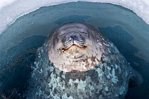 Weddell seal (Leptonychotes weddellii) bottling (sleeping) in breathing hole in sea ice, McMurdo Sound, Ross Sea, Antarctica November.