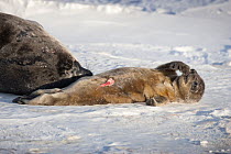 Weddell seal  (Leptonychotes weddellii) pup resting on sea ice beside its mother, with umbilical cord still attached, McMurdo Sound, Ross Sea, Antarctica.