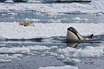Killer whale (Orcinus orca) spyhopping as it hunts Weddell seal (Leptonychotes weddellii) on ice floe in co-operative hunting strategy, Marguerite Bay, Antarctic Peninsula, Southern Ocean, February.