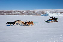 Inuit Husky dog (Canis lupus familiaris) team pulling sled across sea ice, Qaanaaq, Greenland, May.