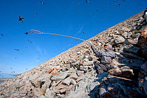 Inuk man catching Little auks (Alle alle) with a net as they fly past their breeding cliffs, to prepare kiviak, Siorapaluk, Greenland.