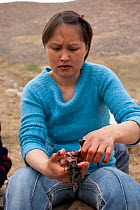 Inuit woman eating kiviak. made from Little auks (Alle alle), Siorapaluk, Greenland, July.