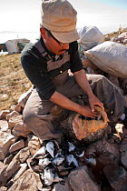 Inuk man stuffs dead Little auks (Alle alle) into seal skin bag to prepare kiviak delicacy, Siorapaluk, Greenland, August.