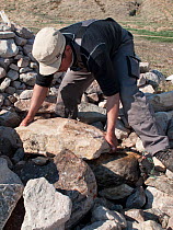 Inuk man placing stones on top of sealskin bag filled with Little auks (Alle alle) during preparation of kiviak, Siorapaluk, Greenland.