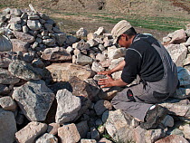 Inuk man placing stones on top of  sealskin bag filled with Little auks (Alle alle) during preparation of kiviak, Siorapaluk, Greenland.