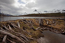 Beaver (Myocastor coypus) dam in summer with lake built up behind, Ushuaia, Beagle Channel, Tierra del Fuego, Argentina.