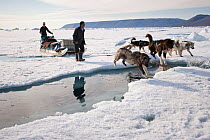 Inuit Husky dog (Canis lupus familiaris) team crossing crack in sea ice with two people and sled behind, Qaanaaq, Greenland, June.