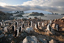Chinstrap penguin (Pygoscelis antarcticus) fledglings moulting while standing on beach where colony breeds, Half Moon Island, Antarctic Peninsula, Southern Ocean, March.