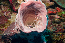 Sponge (Porifera sp.) with Red banded cleaner shrimps (Stenopus hispidus) inside, Raja Amat Marine Reserve, Indonesia, Ceram Sea.