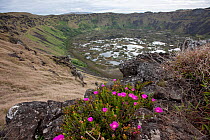 Trailing ice plant (Delosperma sp.) flowering on edge of crater of extinct Rano Kau volcano, Easter Island, South Pacific.