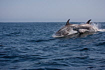 Risso's dolphins (Grampus griseus) breaching, Monterey Bay, California, Pacific Ocean.