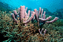 Branching sponges (Porifera sp.) growing amongst coral with fish shoaling behind, Raja Ampat Marine Reserve, Indonesia, Ceram Sea.