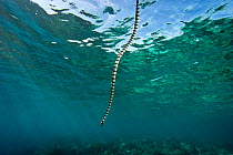 Banded sea snake (Laticauda colubrina) swimming down from water's surface, Raja Ampat Marine Reserve, Indonesia, Ceram Sea.