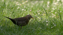 Blackbird (Turdus merula) female looking around and pecking at Earthworm  (Lumbricus sp.) on ground before swallowing it, Bedfordshire, UK.