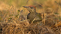 Green woodpecker (Picus viridis) juvenile pecking at tussock and feeding on ants, Bedfordshire, UK.