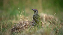 Green woodpecker (Picus viridis) juvenile perched on tussock in meadow, Bedfordshire, UK.