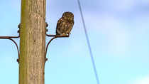 Little owl (Athene noctua) perching on telephone pole, fluffing up feathers and looking around, Bedfordshire, UK.