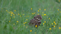 Little owl (Athene noctua) perched in meadow with buttercups, picks up Earthworm (Lumbricus sp.) in beak and then drops it again, Bedfordshire, UK.