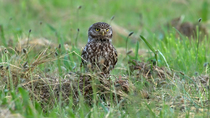 Little owl (Athene noctua) perching on dry grass in field and looking around before taking flight and leaving frame, Bedfordshire, UK.