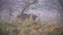 Muntjac deer (Muntiacus reevesi) feeding on low lying vegetation in scrubland on misty morning, Bedfordshire, UK.