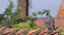 Peregrine falcon (Falco peregrinus) juvenile looking around and flapping wings before preening on roof, Bedfordshire, UK.