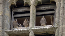 Peregrine falcon (Falco peregrinus) chicks looking out of nest entrance in window, with one bobbing its head to judge distance, Bedfordshire, UK.