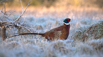Tracking shot of Common pheasant (Phasianus colchicus) male walking through frosty meadow and jumping on tussock, before jumping off and pecking at ground, Bedfordshire, UK.