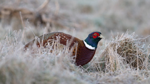 Common pheasant (Phasianus colchicus) male pecking at ground and looking around in frosty meadow, Bedfordshire, UK.