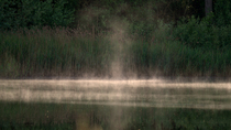Pollen cloud being blown over lake with reedbed behind, Bedfordshire, UK.