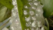 Close up of Red-eyed tree frog (Agalychnis callidryas) tadpoles developing in frogspawn. Captive.