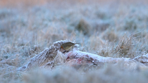 European robin (Erithacus rubecula) feeding on frozen deer carcass in field, freezing to look ahead and then feeding again, Bedfordshire, UK.