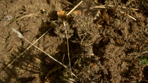 Wood ant (Formica rufa) workers entering and leaving nest, Bedfordshire, UK.