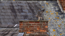 Peregrine falcon (Falco peregrinus) fledgling exercising wings whilst perched on chimney, Bedfordshire, UK.