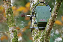 Ultrasonic microphone and recorder attached to a tree, used for monitoring foraging bats, Cannop Ponds, Forest of Dean, Gloucestershire, UK. September.