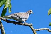 Collared dove (Streptopelia decaocto) perched on a tree branch, Gloucestershire, UK, August.